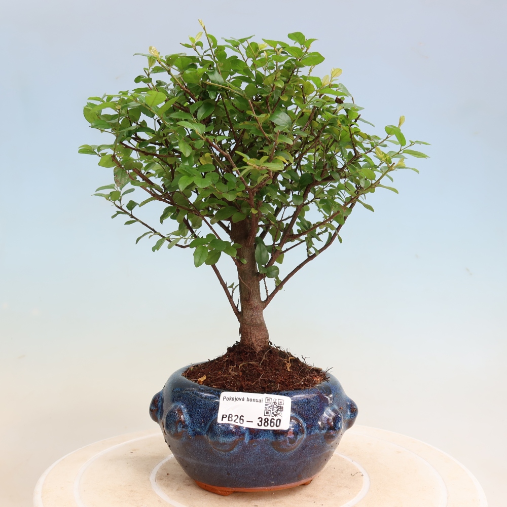 Zimmer Bonsai - Sageretia thea - Sageretia thea