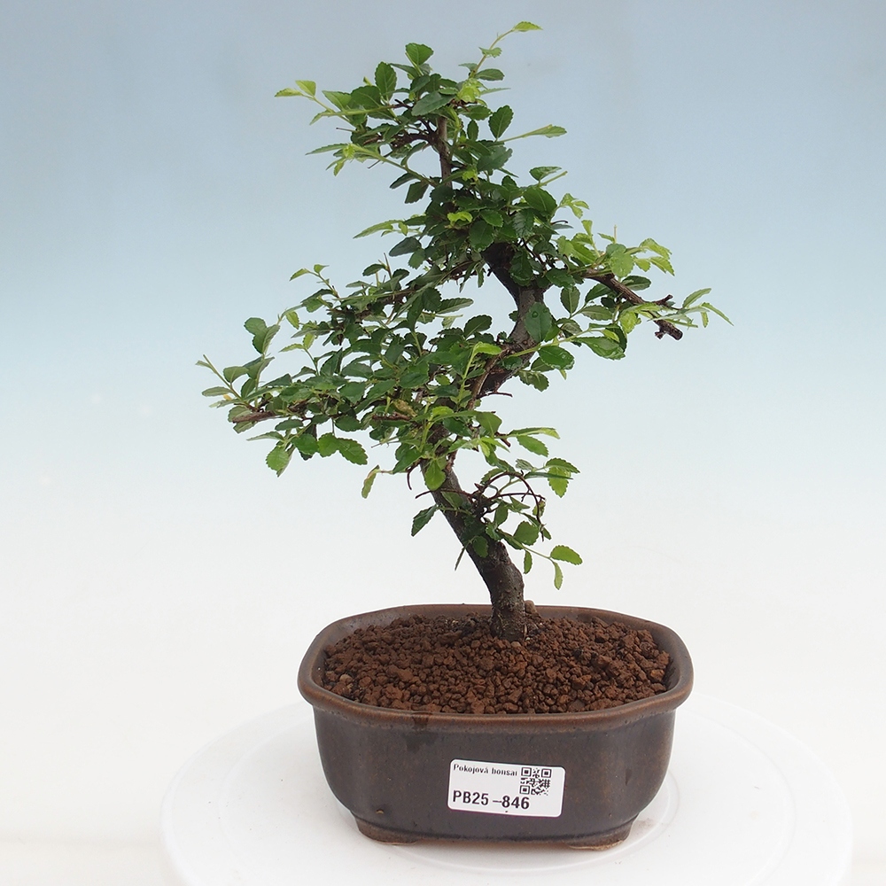 Zimmer Malolistý Ulme Bonsai