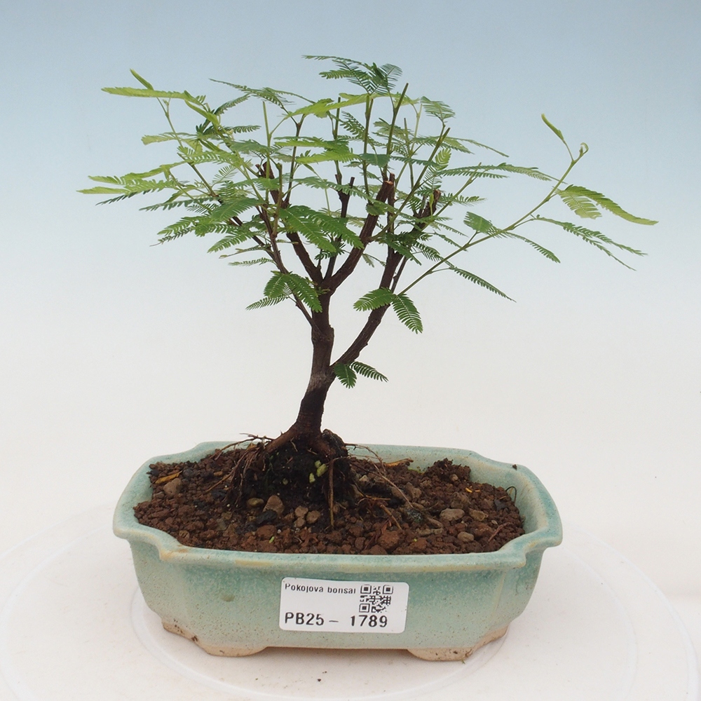 Zimmer Bonsai-Calliandra surinamensis Dixie Pink -Kaliandra von Suria