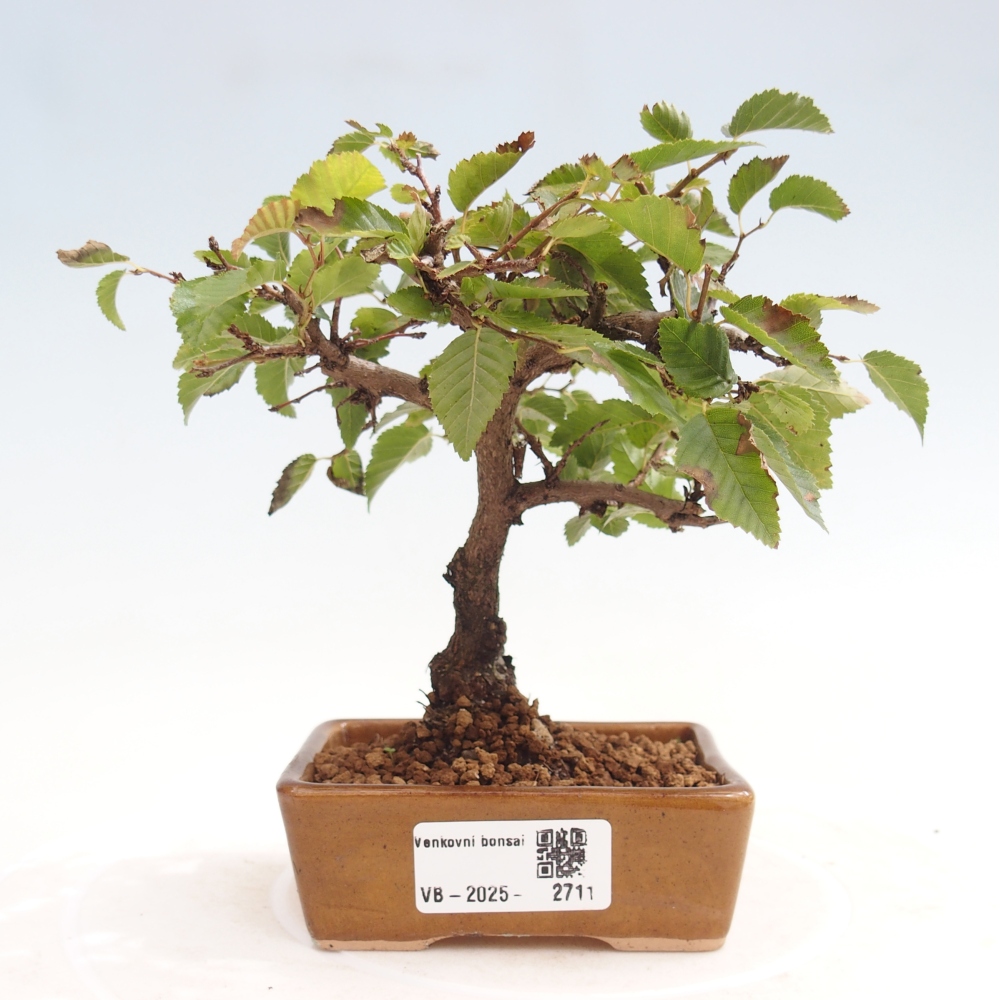 Outdoor-Bonsai -Carpinus CARPINOIDES - Koreanisch Hainbuche
