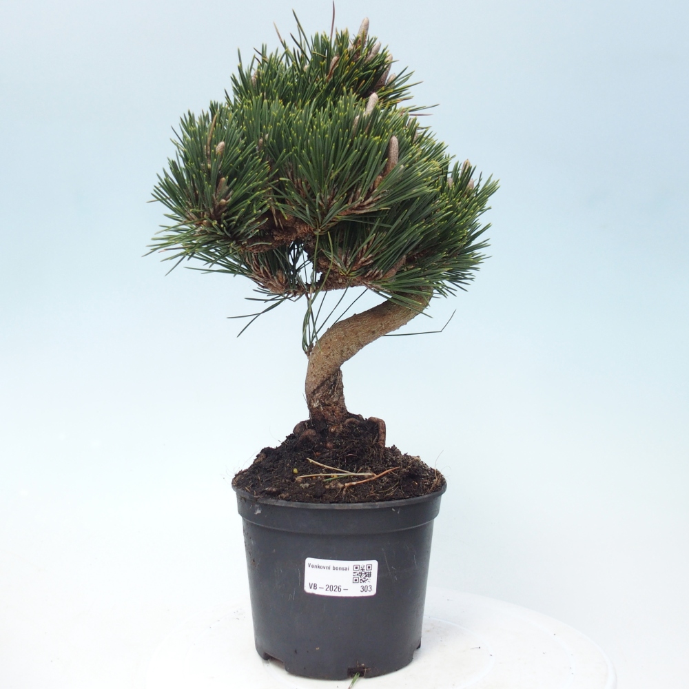 Bonsai für draußen - Pinus thunbergii senjyumaru - Thunberg-Kiefer