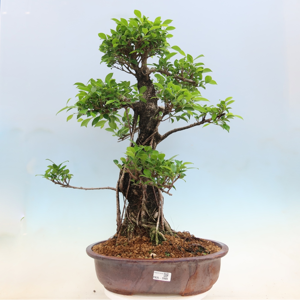 Zimmerbonsai - Ficus kimmen - Kleinblättriger Ficus