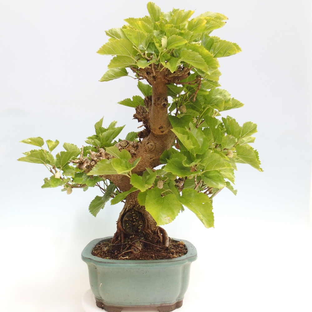 Bonsai im Freien - Morus alba - Maulbeere