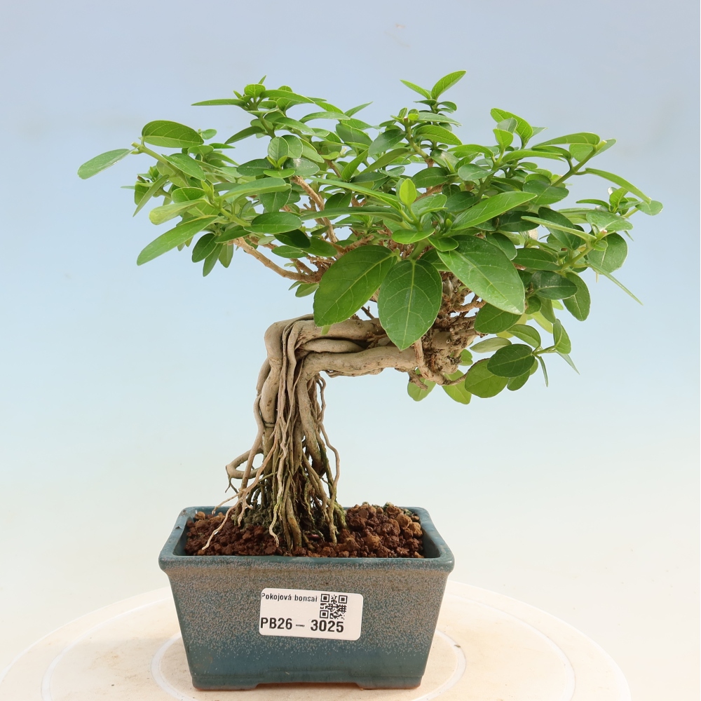Zimmerbonsai - Premna serratifolia - Kozlovna malolista