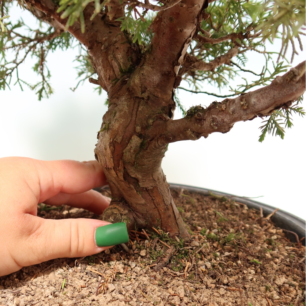 Bonsai für draußen - Juniperus chinensis Itoigawa-Juniperus chinensis