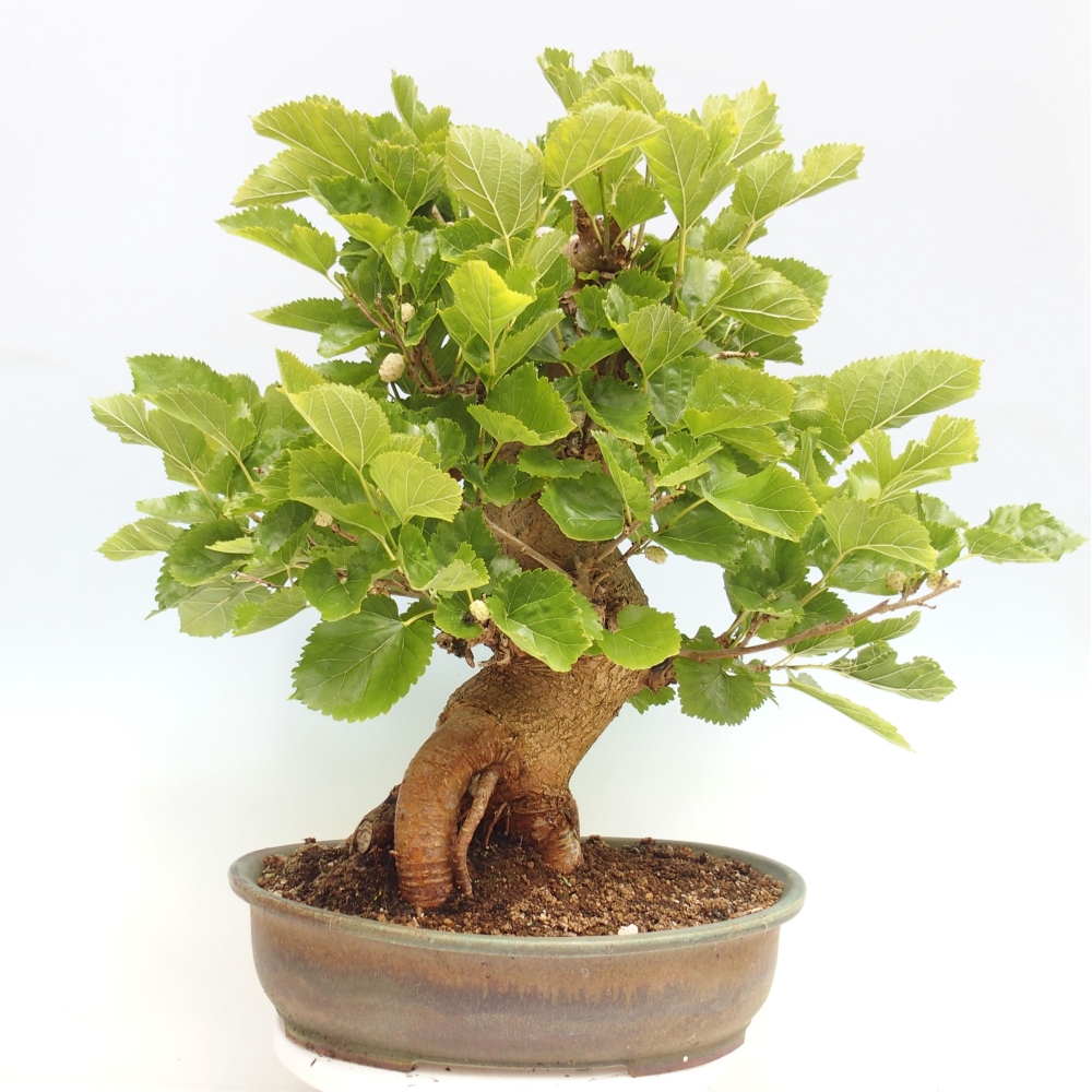Bonsai im Freien - Morus alba - Maulbeere