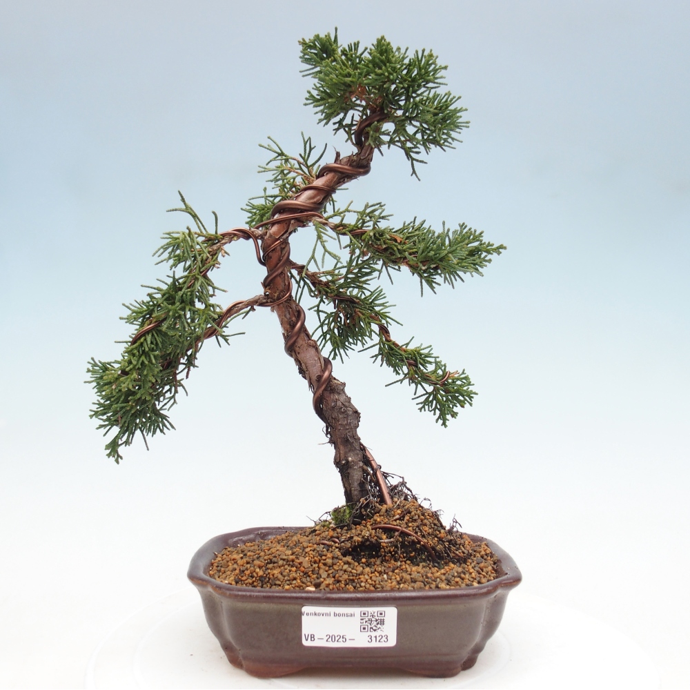 Bonsai im Freien - Juniperus chinensis Kishu - Chinesischer Wacholder