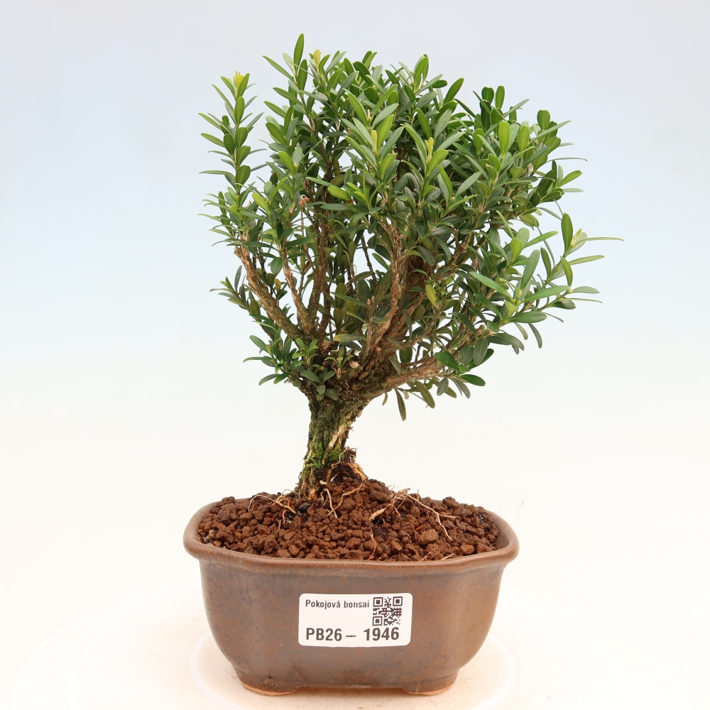 Zimmer Bonsai - Buxus harlandii - Korkbuxus