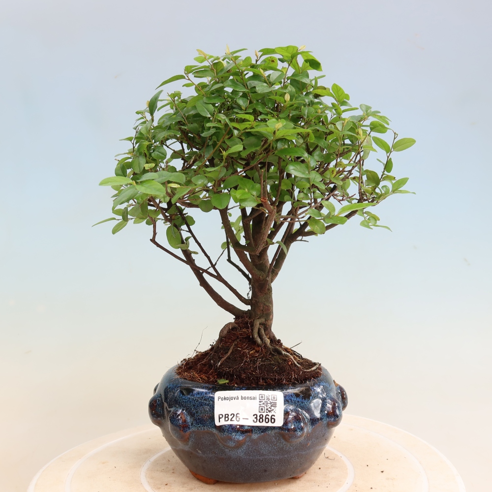 Zimmer Bonsai - Sageretia thea - Sageretia thea