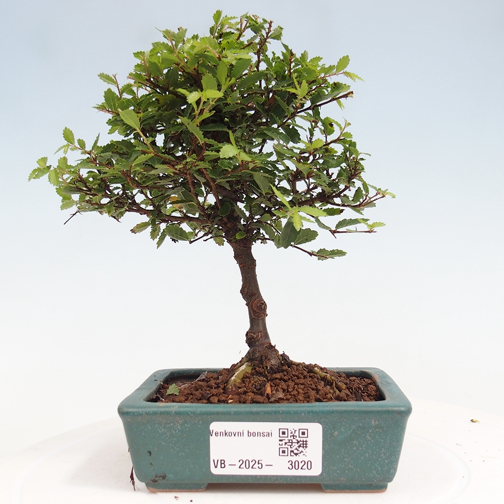 Bonsai im Freien - Ulmus parvifolia Sagei - Kleinblättrige Ulme