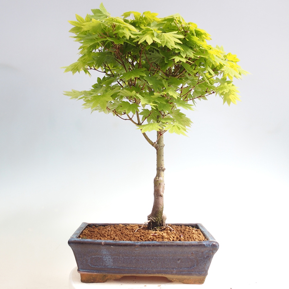 Bonsai im Freien - Ahorn palmatum katsura GISAN - Ahorn palmat