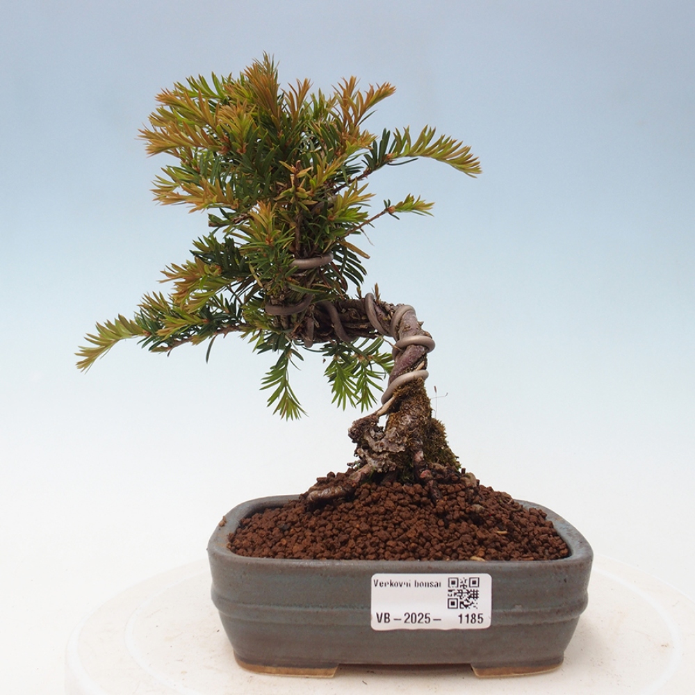 Bonsai im Freien - Taxus cuspidata - Japanische Eibe