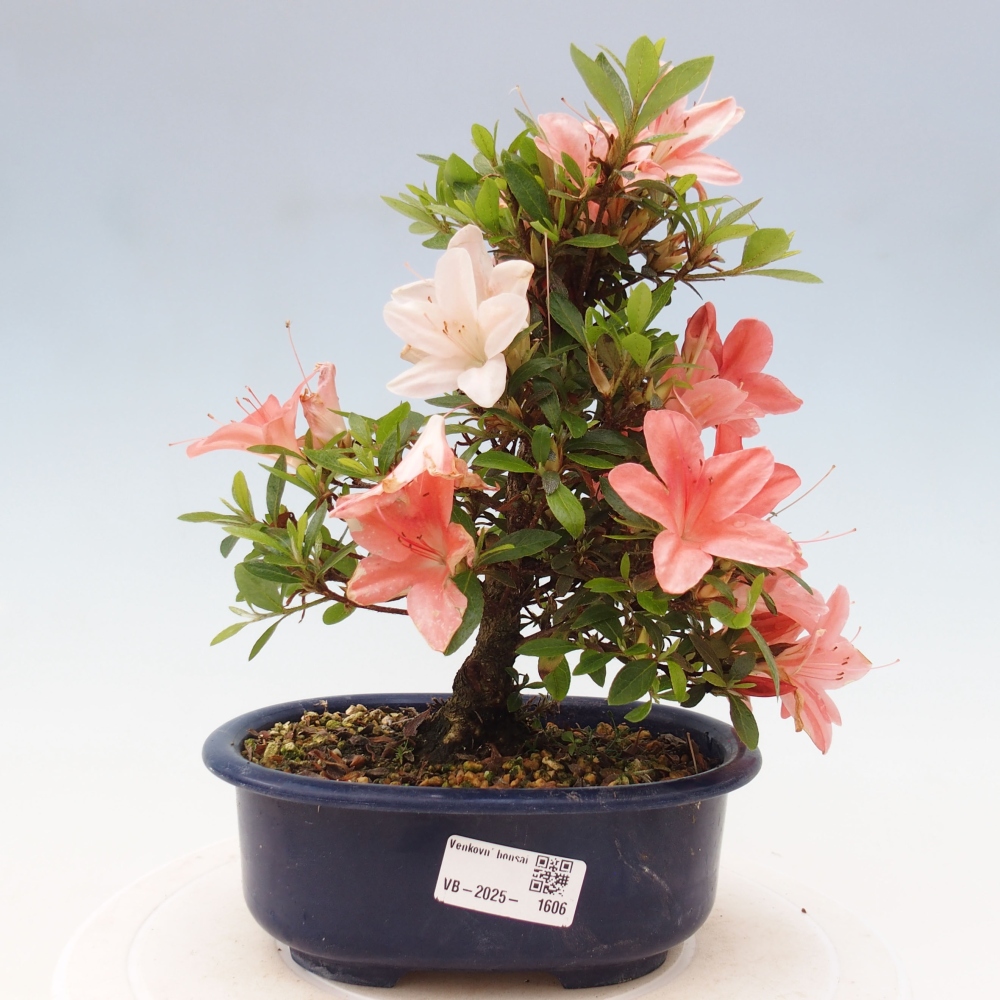 Bonsai im Freien - Japanische Azalee - Azalea Nikko
