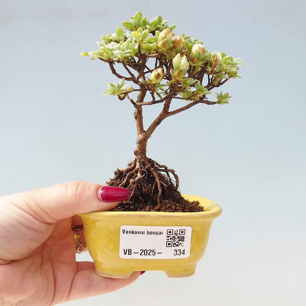 Outdoor-Bonsai - Rododendron indicum - Japanische Azalee