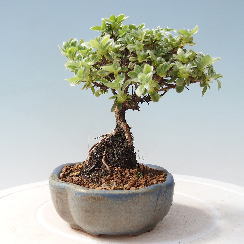 Outdoor-Bonsai - Rododendron indicum - Japanische Azalee