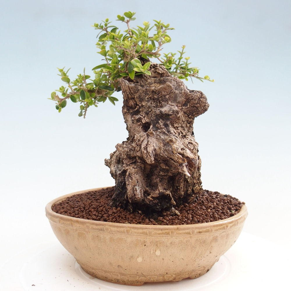 Indoor-Bonsai - Olea europaea sylvestris - Europäisches kleinblättriges Olivenöl