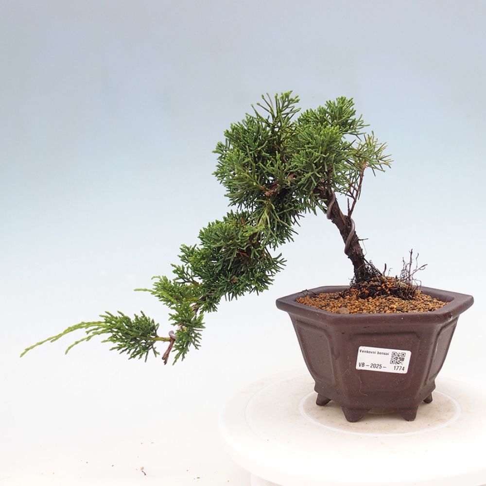 Bonsai im Freien - Juniperus chinensis Kishu - Chinesischer Wacholder