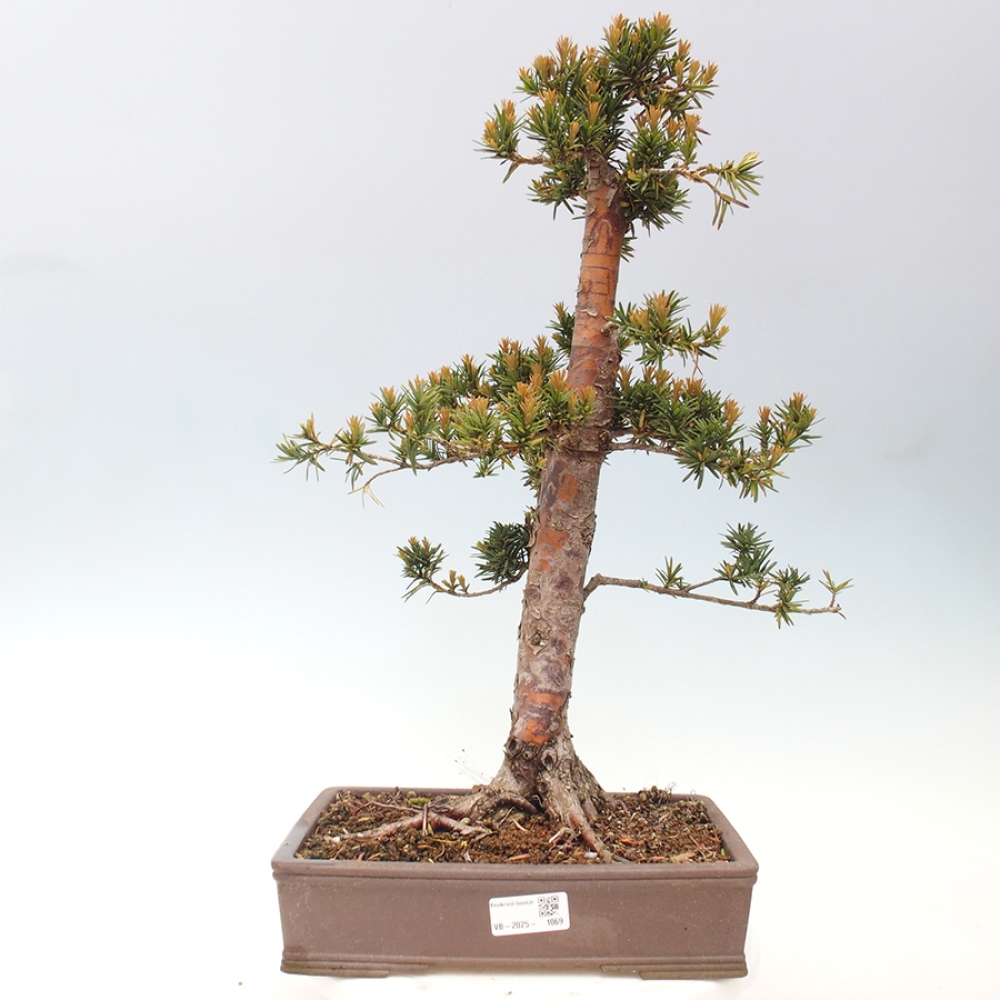 Bonsai im Freien - Taxus cuspidata - Japanische Eibe