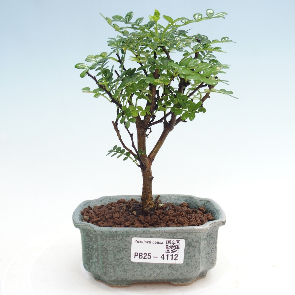 Zimmer Bonsai - Zantoxylum piperitum - Pfefferbaum 