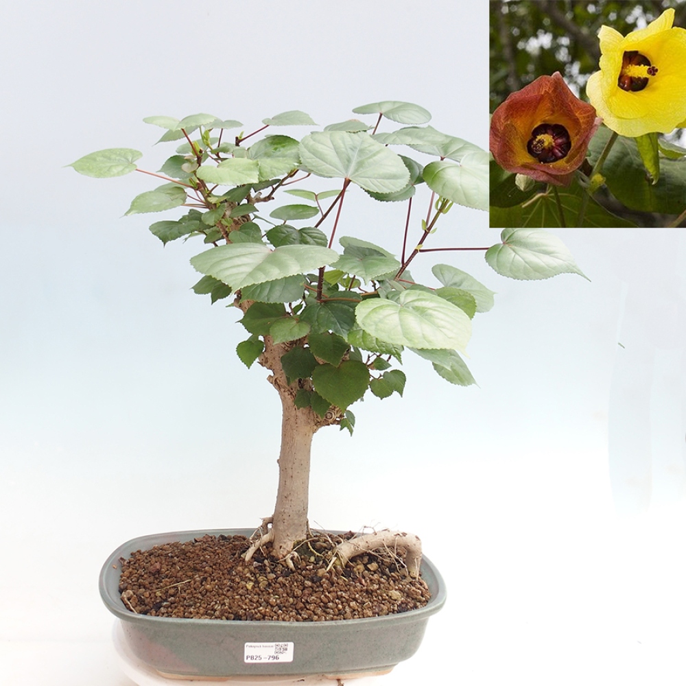 Zimmerbonsai - Hibiscus tiliaceus - Meereshibiskus
