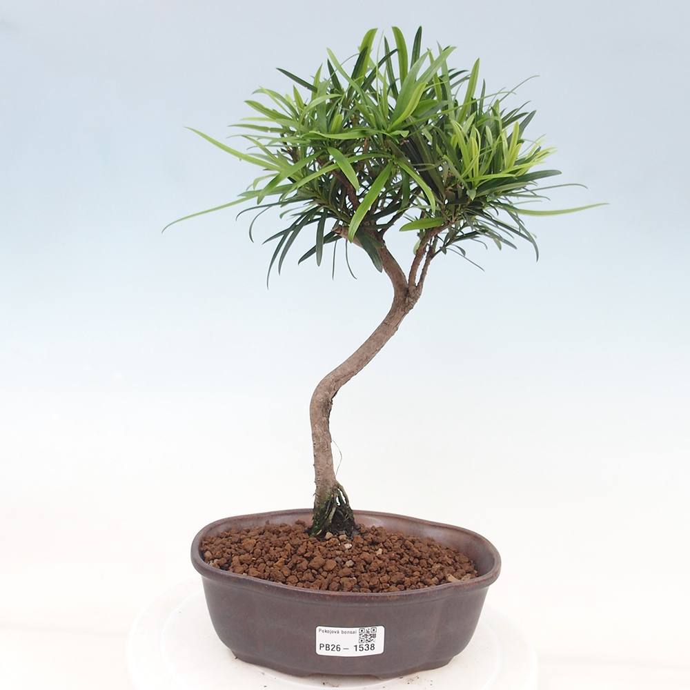 Zimmerbonsai - Podocarpus - Stein-Eibe