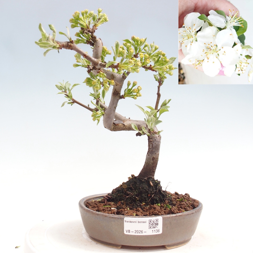 Outdoor Bonsai - Malus sargentii - Kleinfrüchtiger Apfelbaum