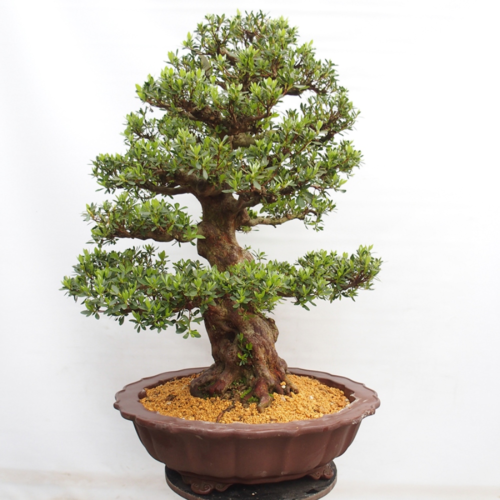 Bonsai im Freien - Japanische Azalee - Azalea Toki