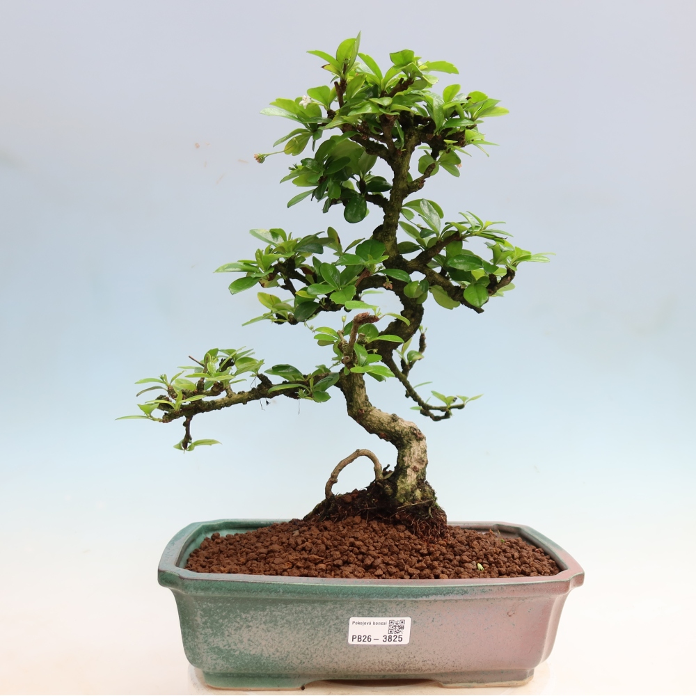 Zimmer-Bonsai - Carmona macrophylla - Tee-Fuki
