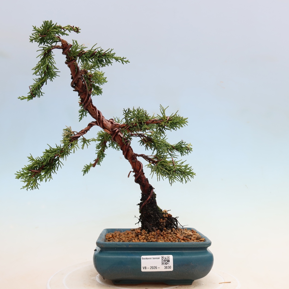 Bonsai für draußen - Juniperus chinensis Kishu