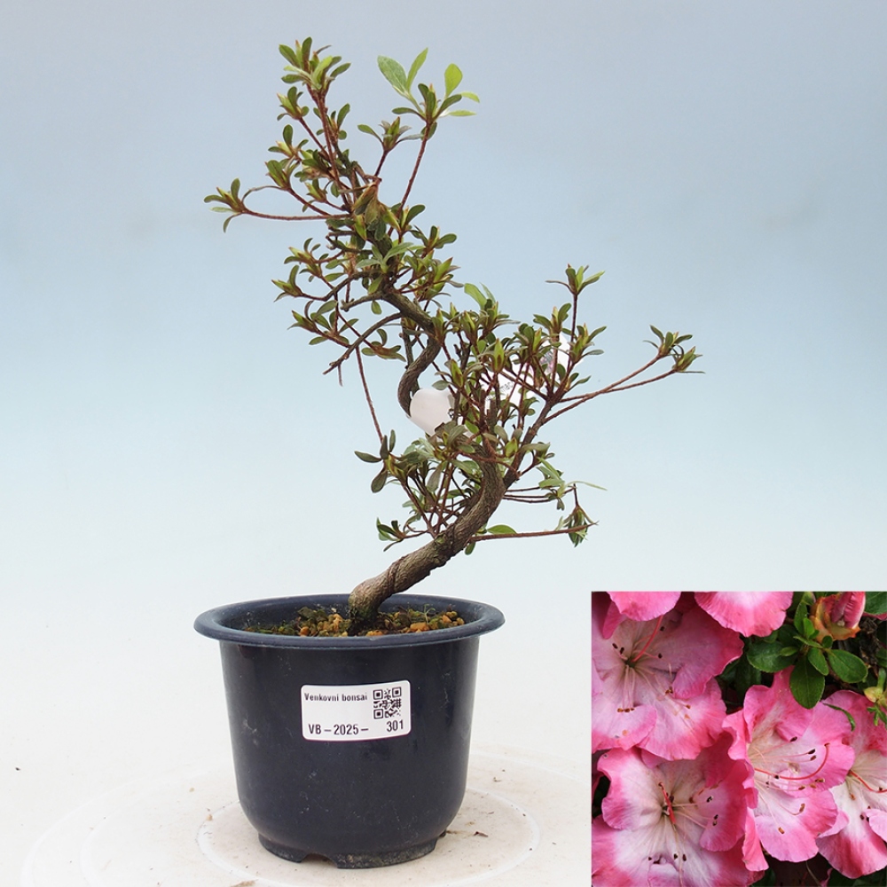Bonsai im Freien - Japanische Azalee - Azalea Sakurakomachi