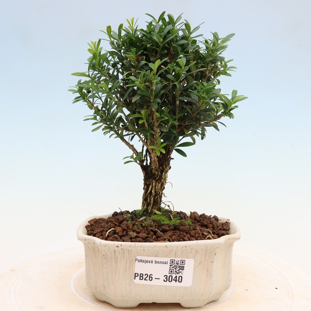 Zimmer Bonsai - Buxus harlandii - Korkbuxus