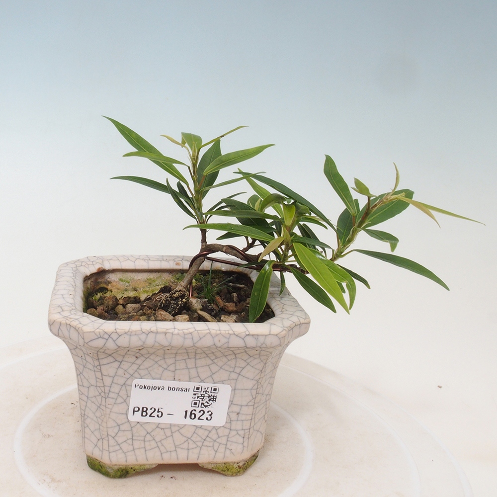 Zimmerbonsai - Ficus nerifolia - kleinblättriger Ficus