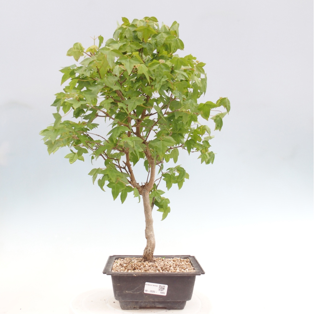 Bonsai für draußen - Acer Buergerianum - Bergahorn