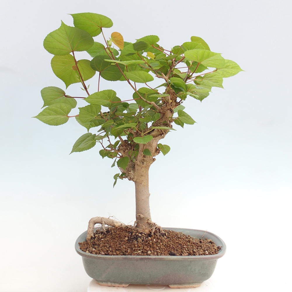 Zimmerbonsai - Hibiscus tiliaceus - Meereshibiskus