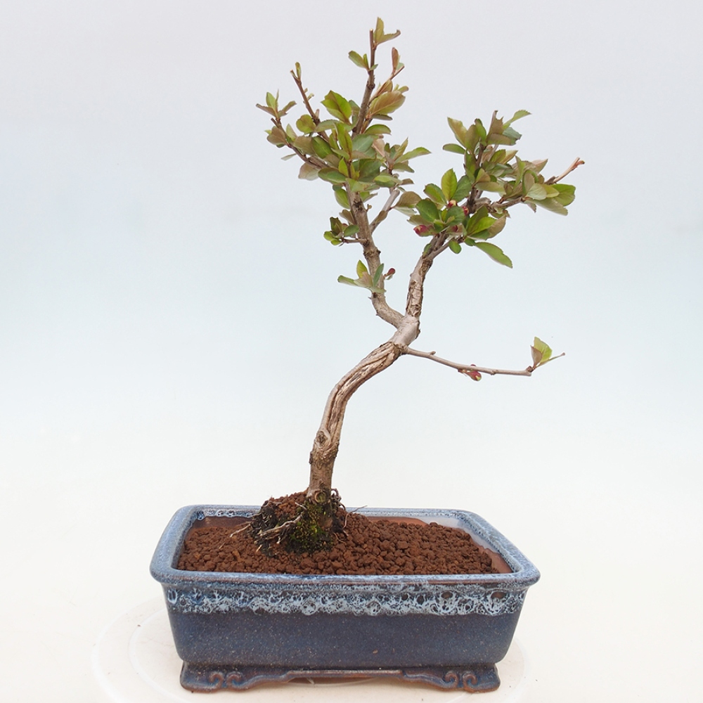 Außen Bonsai - Chaenomeles mit Red Trail -. Quitte