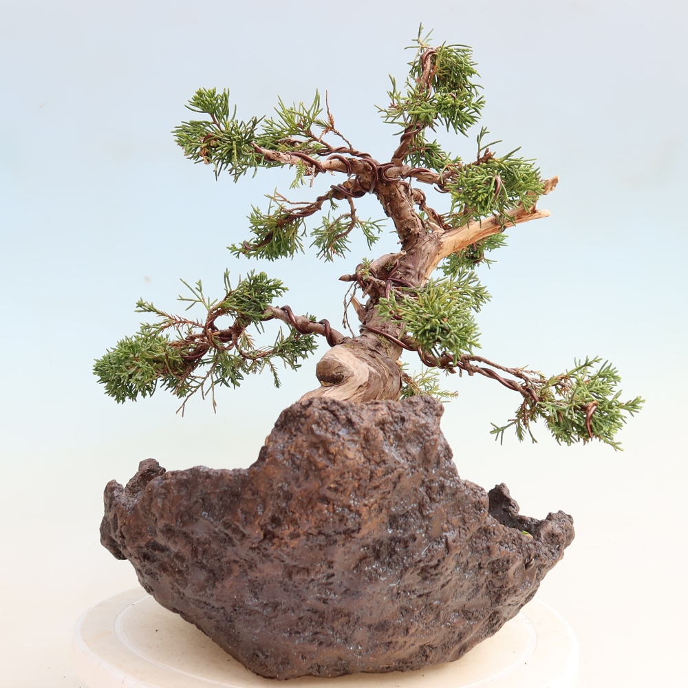 Bonsai für draußen - Juniperus chinensis Itoigawa-Juniperus chinensis