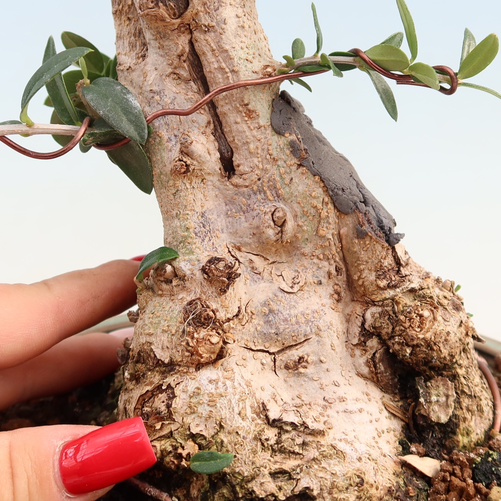 Zimmerbonsai - Olea europaea sylvestris