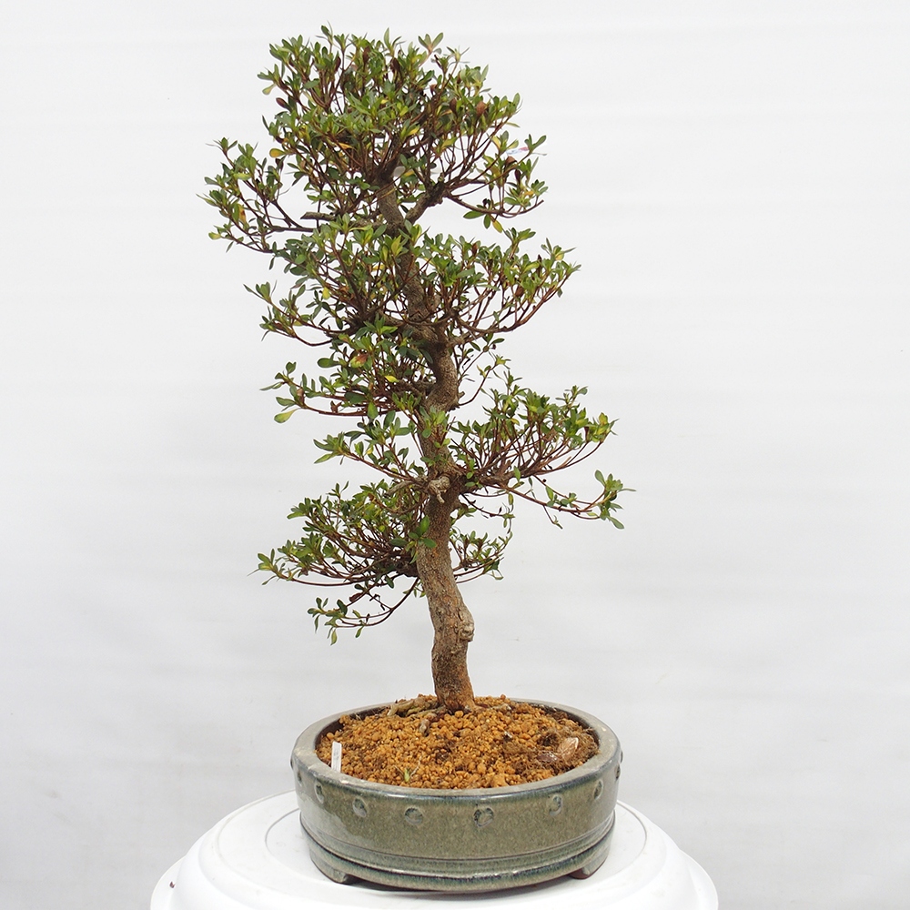 Bonsai für draußen - Japanische Azalee - Azalee Nishikie
