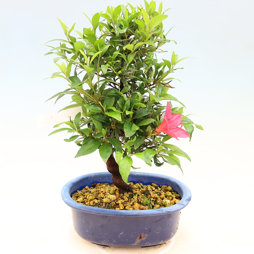 Bonsai für draußen - Japanische Azalee - Azalee CHIHIRO