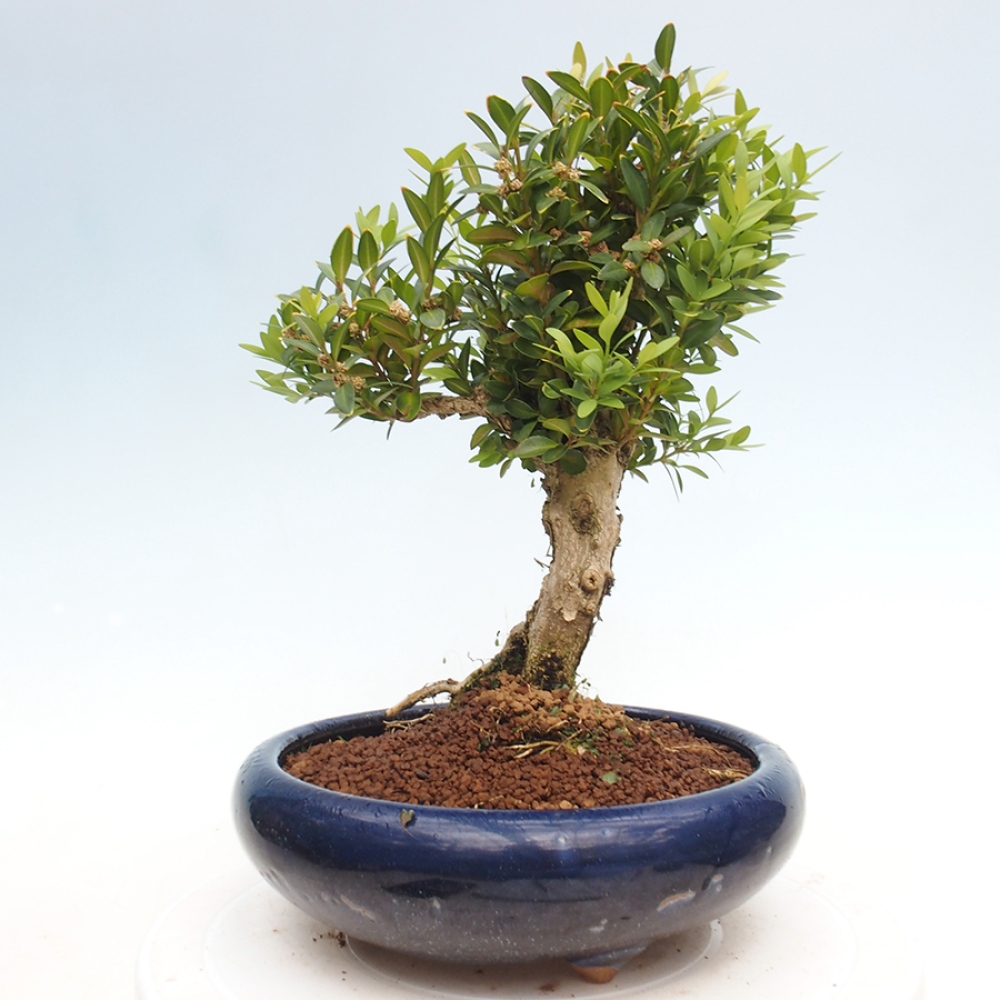 Outdoor-Bonsai - Buxus sempervirens - Buchsbaum