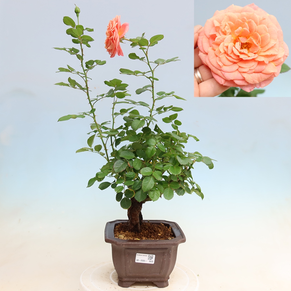 Bonsai für draußen - Rosa Kordes - Rose