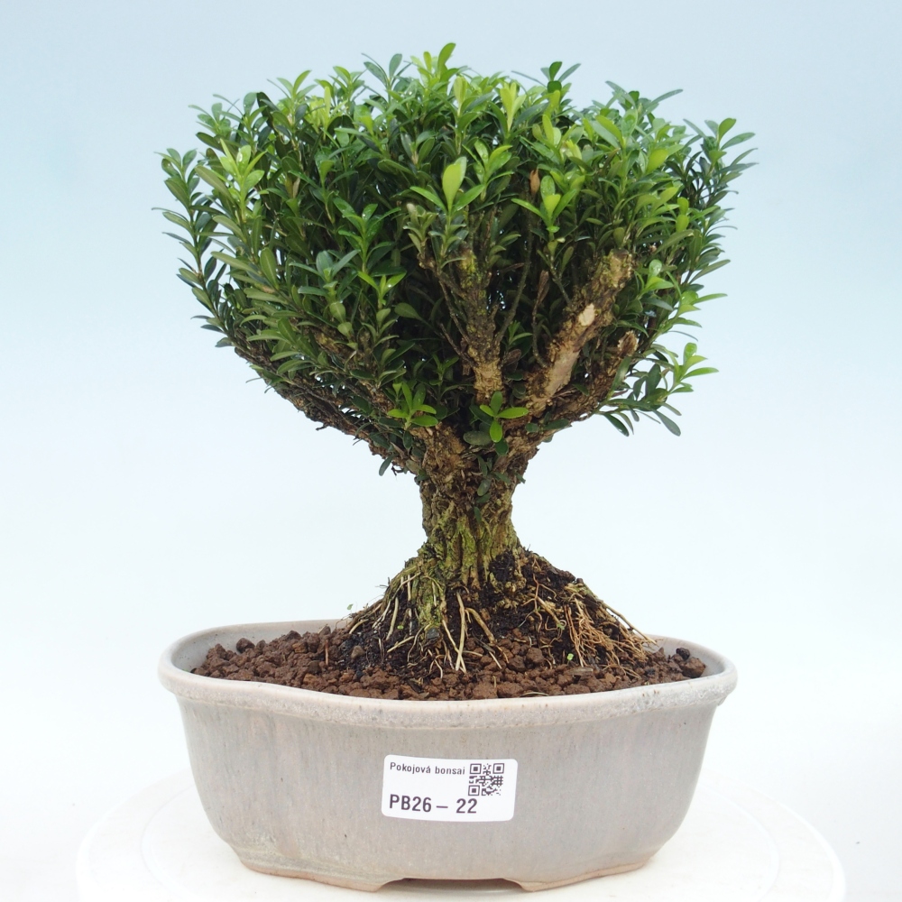 Zimmer Bonsai - Buxus harlandii - Korkbuxus