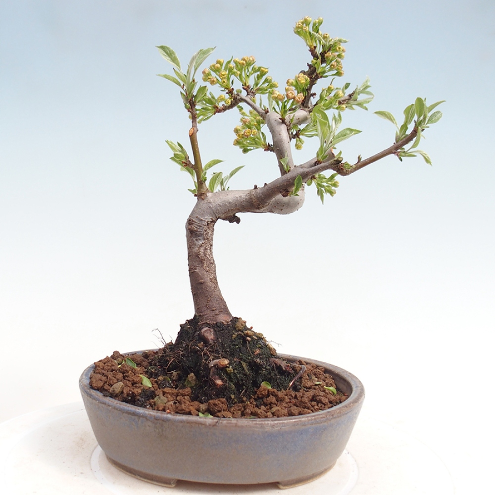 Outdoor Bonsai - Malus sargentii - Kleinfrüchtiger Apfelbaum