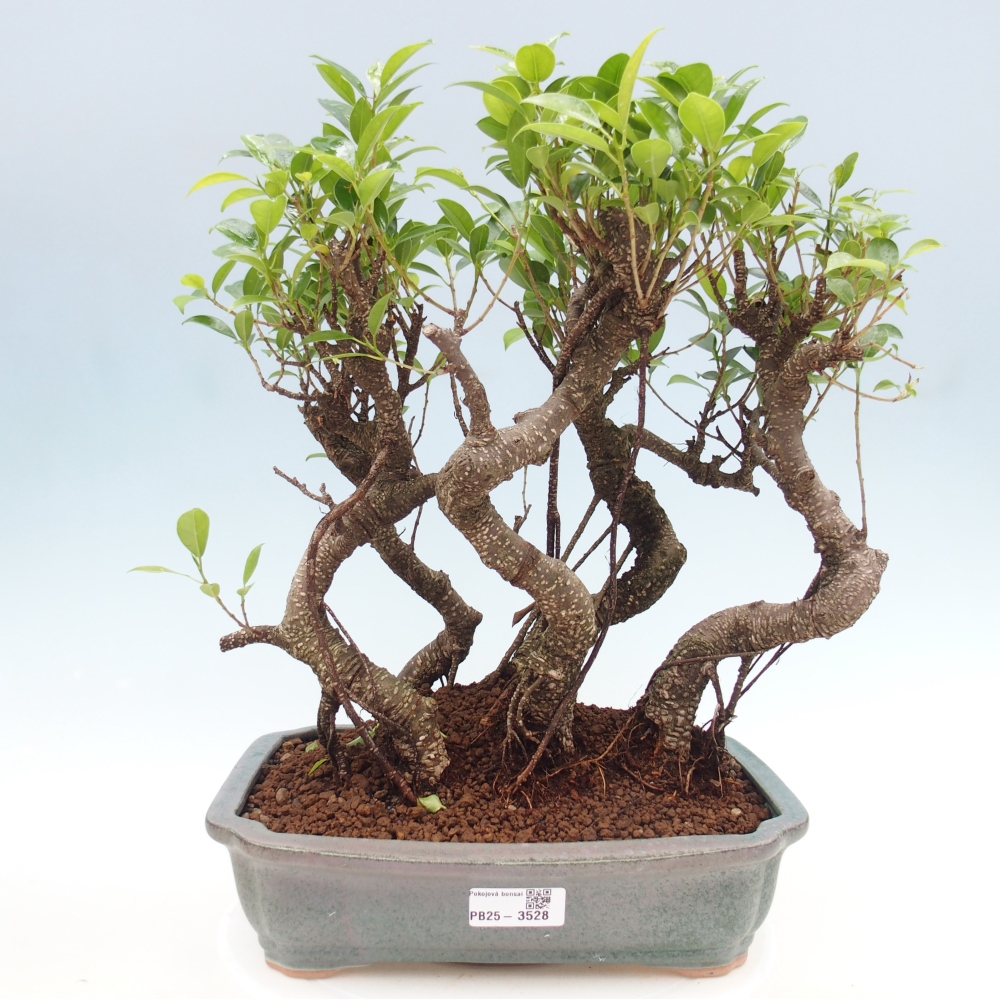 Zimmerbonsai - Ficus kimmen - Kleinblättriger Ficus