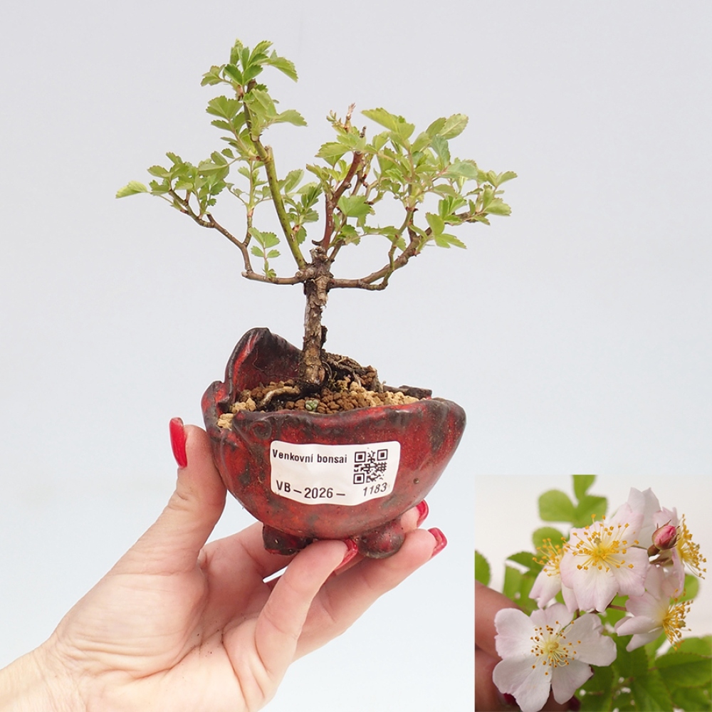 Bonsai für draußen - Rosa sp. - kleinblütige Rose