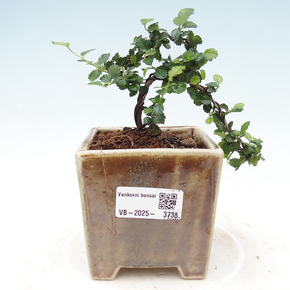 Zimmerbonsai - Grewia sp. - Kleinblättriges Grewie