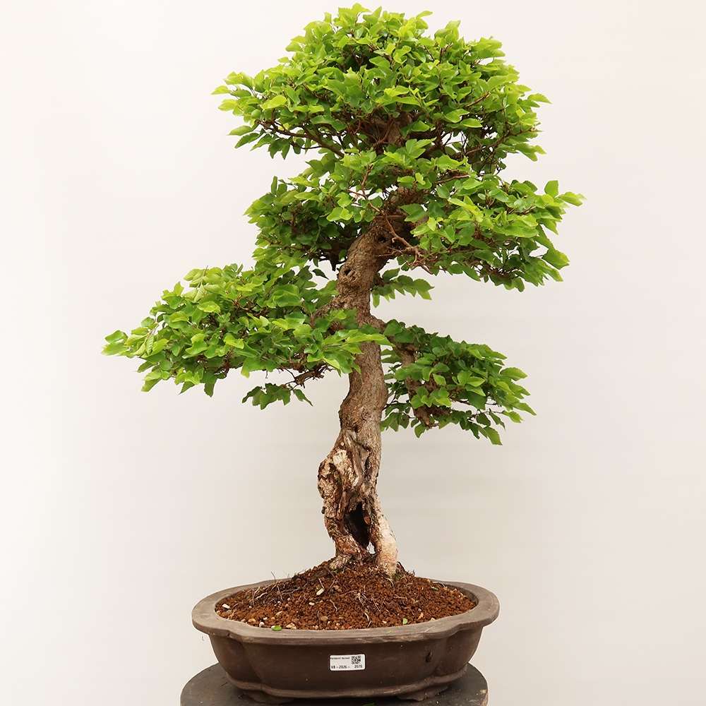Bonsai im Freien - Carpinus Coreana - Koreanische Hainbuche