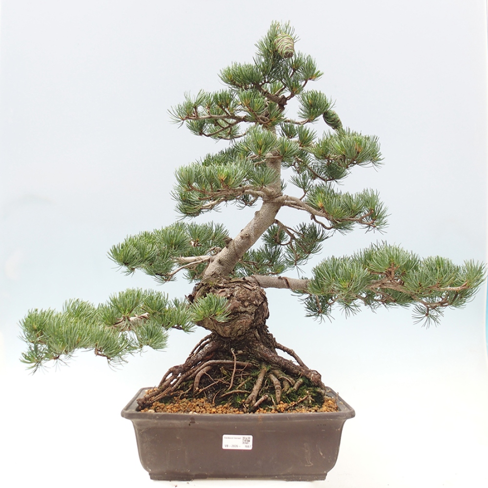 Bonsai für draußen - Pinus parviflora - Pinus parviflora