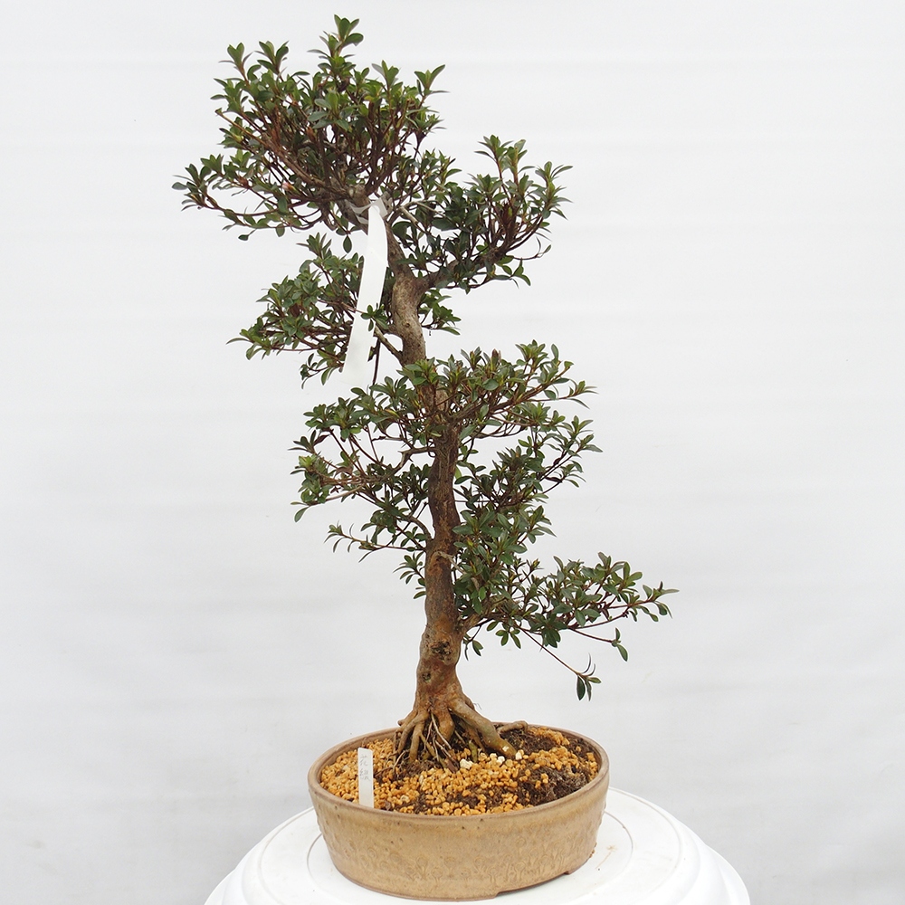 Bonsai für draußen - Japanische Azalee - Azalee Hanatsuzuri