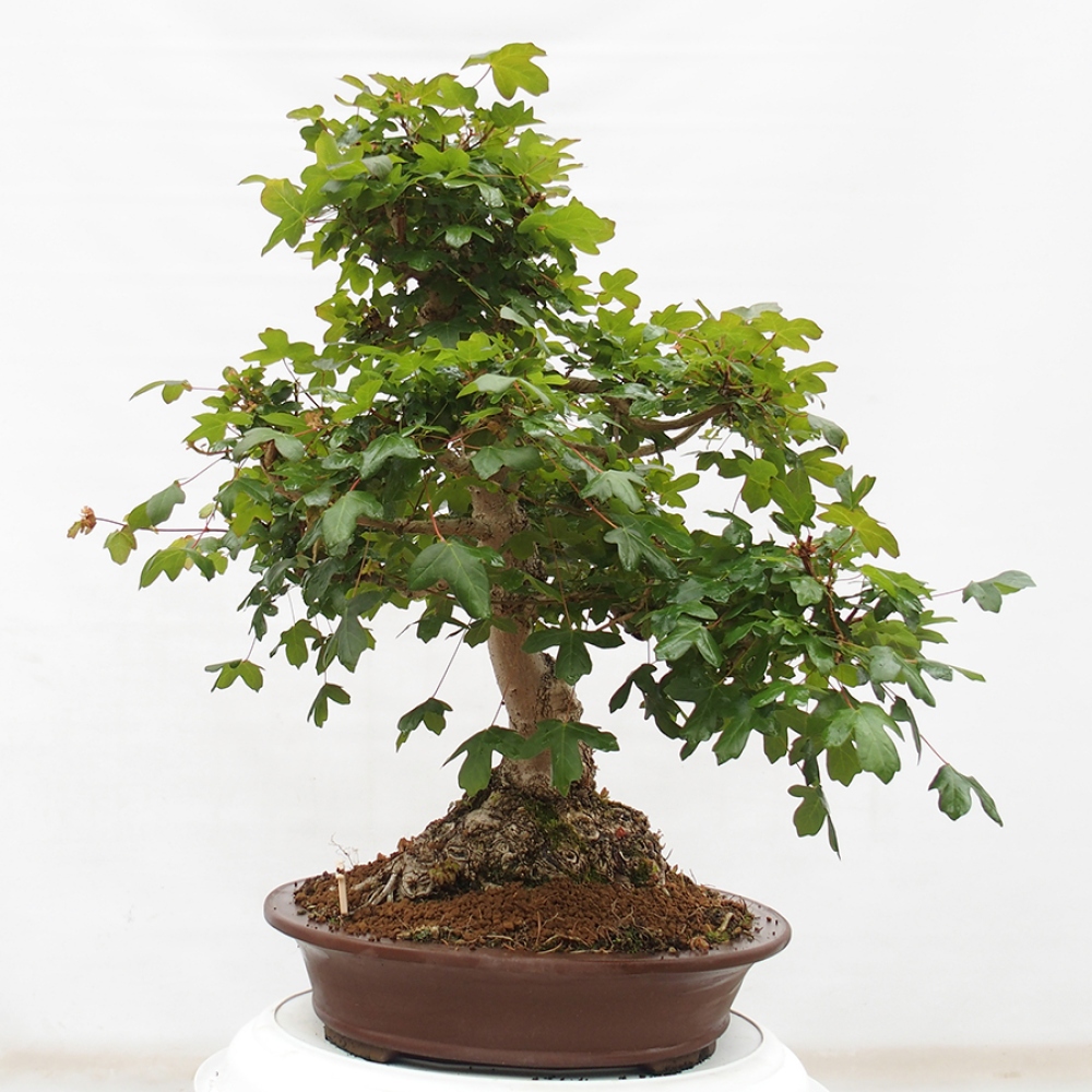 Bonsai im Freien - Französischer Ahorn - Acer Nonspessulanum